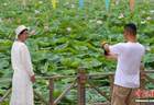 宁夏银川鸣翠湖荷花绽放引游人