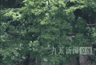 河南动物园推出360度观虎隧道，保障游客安全近距离探虎