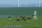 乌兰察布黄花沟景区游客自驾疑遭人为撒钉 8月6日便民热线提醒遇此类情况及时报警