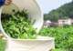理想华莱夏采开摘 解锁黑茶夏韵密码