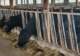 5月15日齐齐哈尔烤肉体验营启幕 揭秘嫩香牛肉背后的排酸工艺