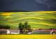 7月启幕 门源百里花海迎客 祁连雪峰脚下赴高原之约