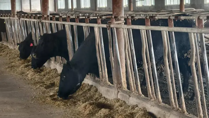 5月15日齐齐哈尔烤肉体验营启幕 揭秘嫩香牛肉背后的排酸工艺