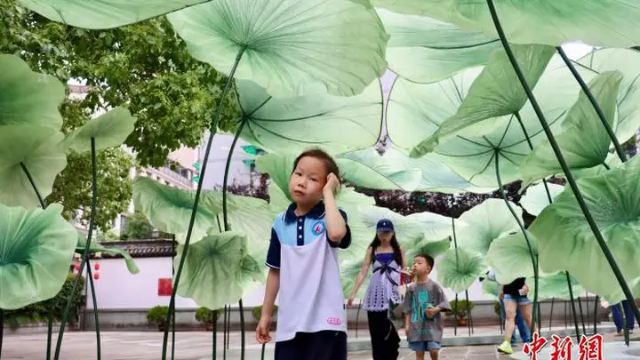 浙江杭州:孔庙“府学荷香”引客来