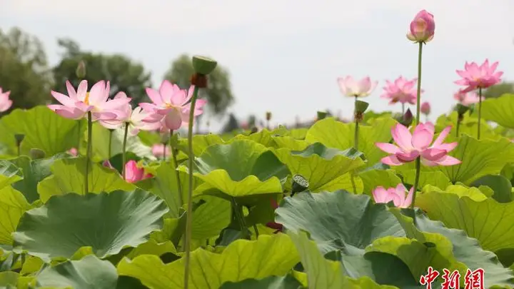 荷韵十载映鸣翠,荷花节启幕点燃银川夏日文旅热
