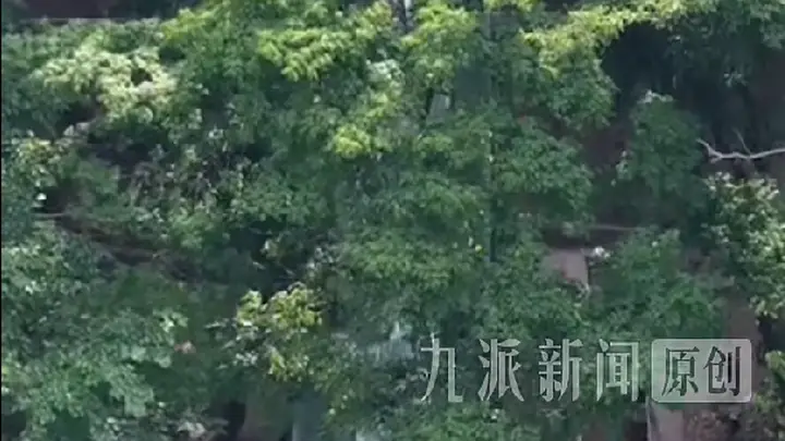 河南动物园推出360度观虎隧道，保障游客安全近距离探虎