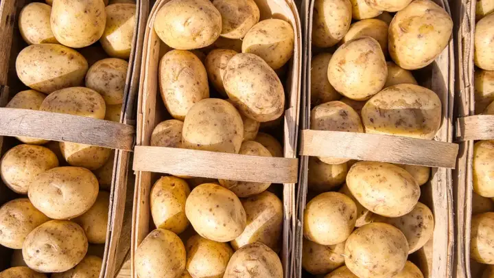 10月18日石县发布 地道云南老奶洋芋活动邀您学做绵软下饭家常味