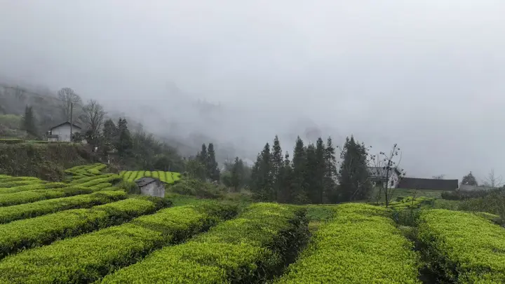 桑植白茶:一盏醇香里的山河岁月