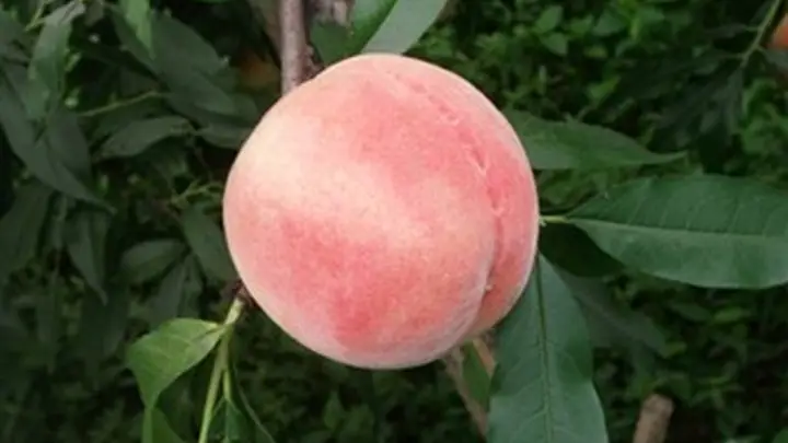 这种“抗炎水果”,夏天吃起来!