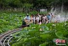 小火车穿行荷塘间 安徽城市公园解锁夏日浪漫