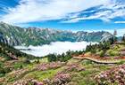 雷古山上杜鹃开