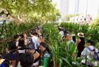 在上海博物馆前能掰玉米！“这场采摘多了一层别样文化诗意”