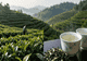 再访福州茉莉花茶 ——一窨一夜里,藏着多少闽都人的慢功夫?