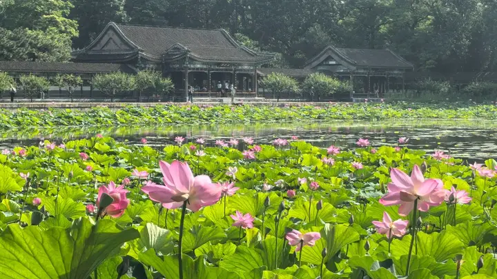 颐和园荷花进入盛花期,来赏“莲红坠雨”