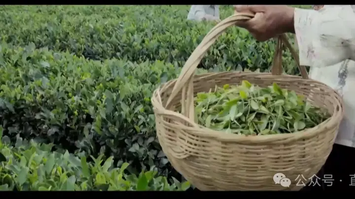 日照绿茶登陆香港新亚太电视台,非遗匠心惊艳香江