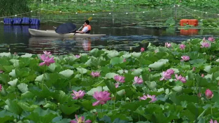 视点|一池粉荷绽放,龙潭西湖开启夏日赏荷季