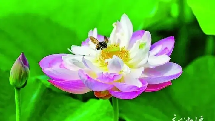 莲城好“趣”处丨夏日湘潭,“荷”其美!