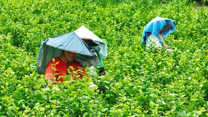7月22日福州仓山茉莉花茶产业园 非遗技艺演示等你来