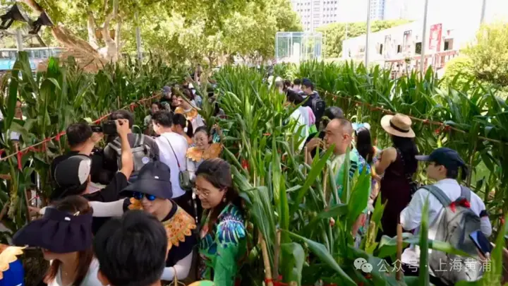 在上海博物馆前能掰玉米!“这场采摘多了一层别样文化诗意”