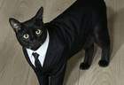 把黑猫养成“大黑猪”，网友争相晒“养猪”照，谁家没有呢？
