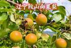 全国哪里的梨最好吃？这 10 种口碑名梨，不知道有没有你家乡的？