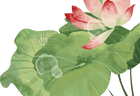 夏日限定浪漫开启!团河行宫遗址公园荷花开了——
