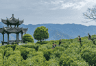 盒马联手阿里巴巴乡村特派员 助力浙南深山好茶走向全国