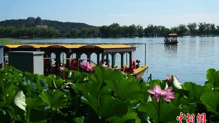 北京: 颐和园荷花进入盛花期 画舫泛舟引游客赏夏日湖景