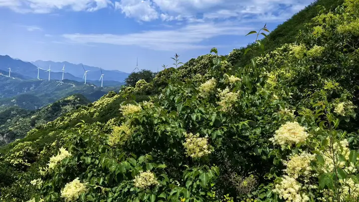 北京首次推出夏花户外徒步线路