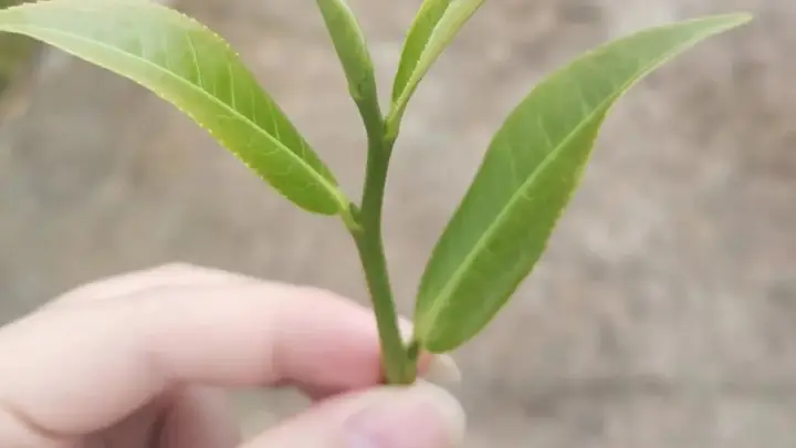 伏日消暑，细啜峨眉竹叶青
