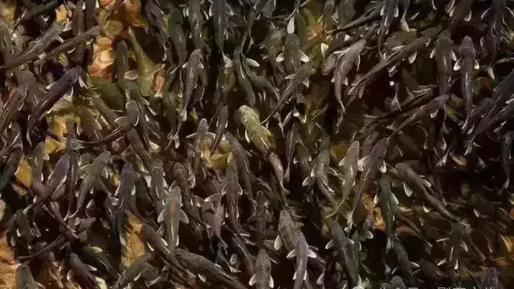 刚察湟鱼洄游全点位观鱼攻略