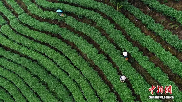 广西侗乡夏日采茶正忙 茶香飘向世界