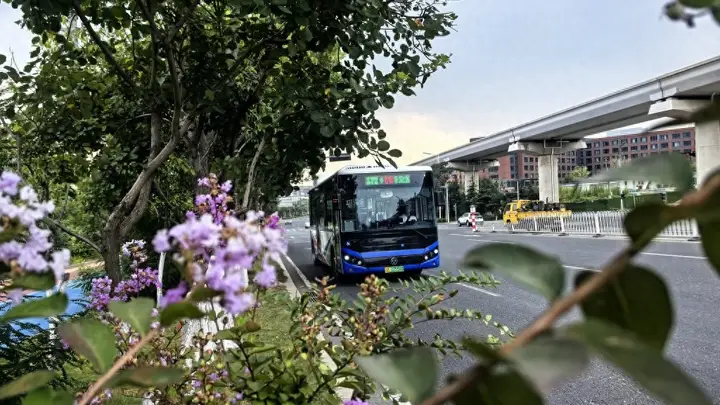 邂逅青岛绝美紫薇花海！温馨巴士发布专属赏花出行攻略