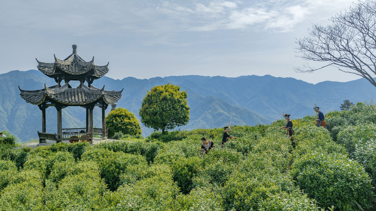 盒马联手阿里巴巴乡村特派员 助力浙南深山好茶走向全国
