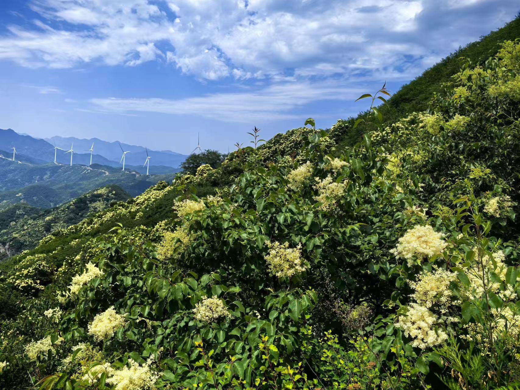 北京首次推出夏花户外徒步线路