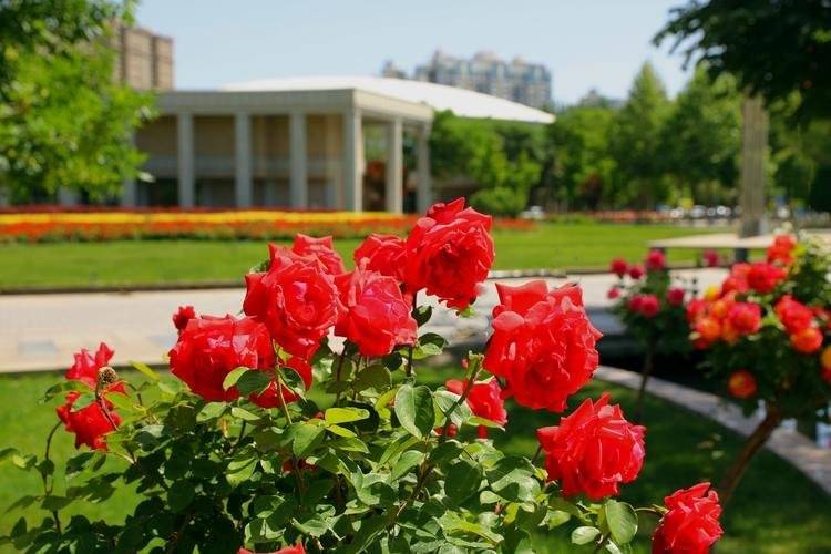 为什么中国路边随便种的花，能让发达国家游客集体破防？真相扎心