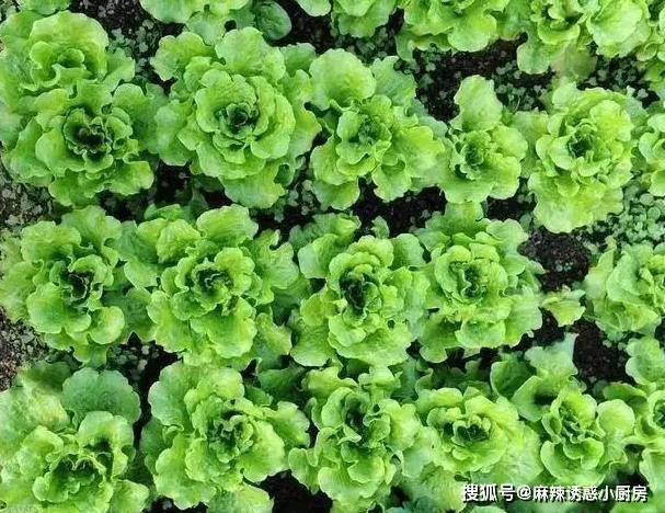 泡面桶盖还能这么用，网友们脑洞真大，高级吃法了解一下