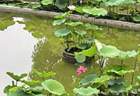 温州夏日限定!满屏荷花上线!
