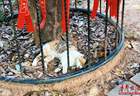 长沙新晋治愈打卡地！这份 “猫猫寺” 逛玩攻略请收好