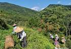 【10月20日】石泉老茶茶文化沙龙 揭秘七年陈乌龙茶多酚组分优化的独特价值