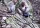 黔灵山猴子抢走女子GUCCI包咬烂 景区拒绝赔偿：不属于管辖范畴