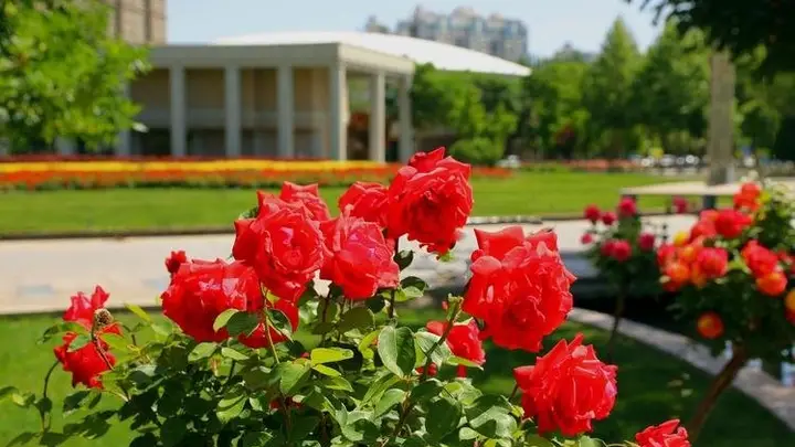 为什么中国路边随便种的花,能让发达国家游客集体破防?真相扎心