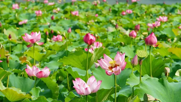 “荷”你相约!长沙宝藏荷塘打卡指南(附拍摄攻略)