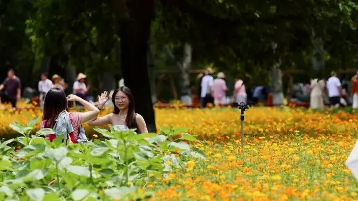 视点｜盛夏鎏金花海上线！奥森硫华菊烂漫盛放