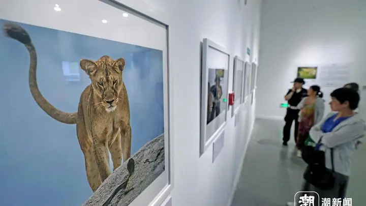 定格自然之美!国际野生生物摄影展亮相杭州