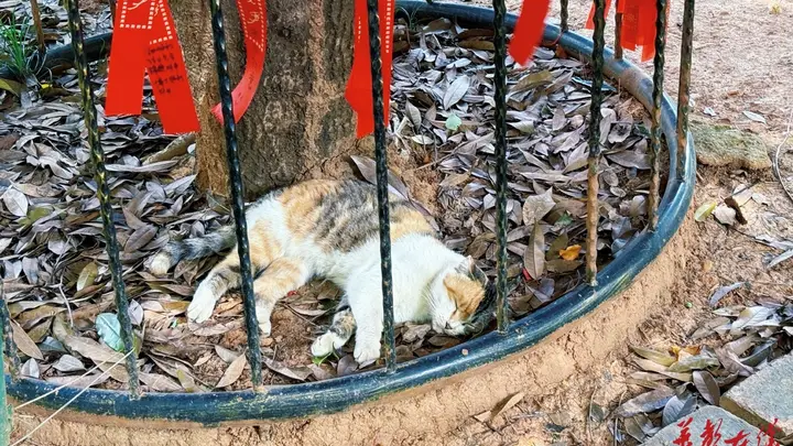 长沙新晋治愈打卡地!这份 “猫猫寺” 逛玩攻略请收好