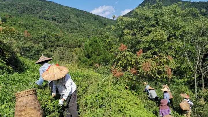 【10月20日】石泉老茶茶文化沙龙 揭秘七年陈乌龙茶多酚组分优化的独特价值