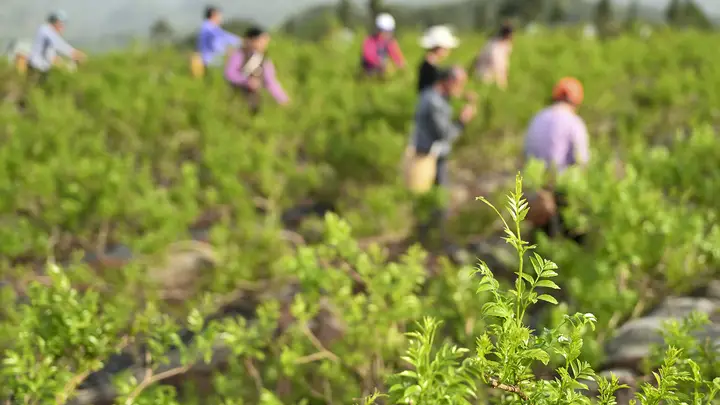 深山小众茶香飘世界