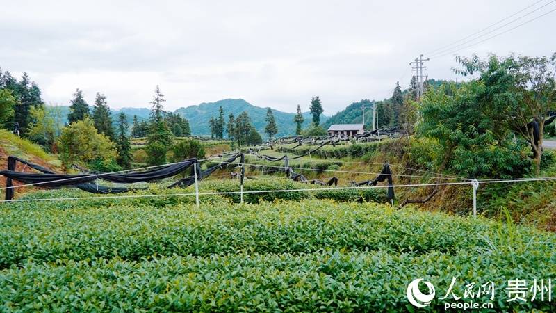 行进中国｜贵州铜仁：一叶抹茶 香飘世界