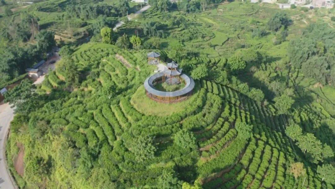 七百年茶韵流芳 岭头单丛香飘新时代